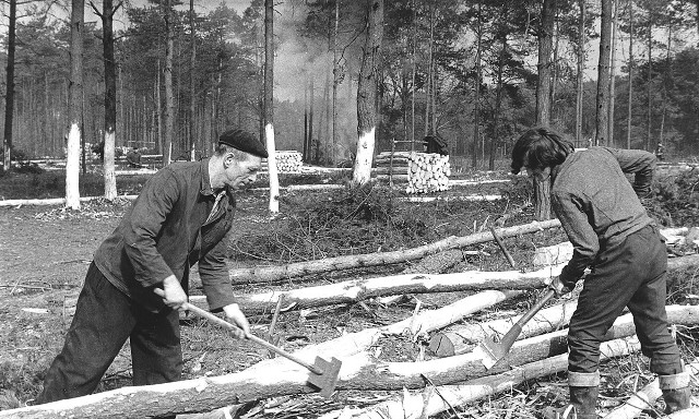 Zanim powstały pierwsze konstrukcje nowej huty trzeba było wykarczować spory kawałek lasu
