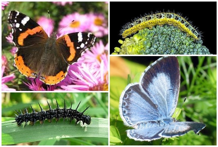 Zdumiewające owady. Zobacz spektakularne motyle i ich gąsienice. Są najpiękniejsze w Polsce
