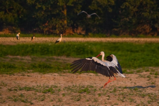 Bocian biały i czarny. Miejsce: http://www.panoramio.com/photo/43596838