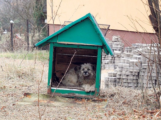 Skromna buda ledwo wystarcza na jednego psa. Dwa się nie mieszczą