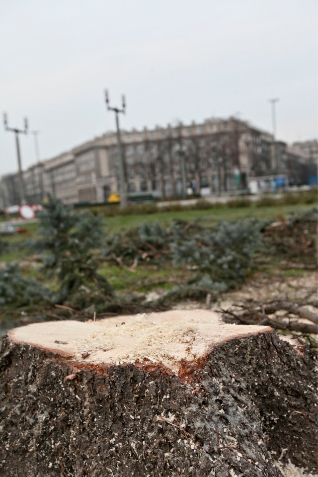 01.12.2014 krakow
kolejna wycinka drzew na placu centralnym
n/z plac centralny sciete zdrowe swierki
fot. joanna urbaniec
gazeta krakowska