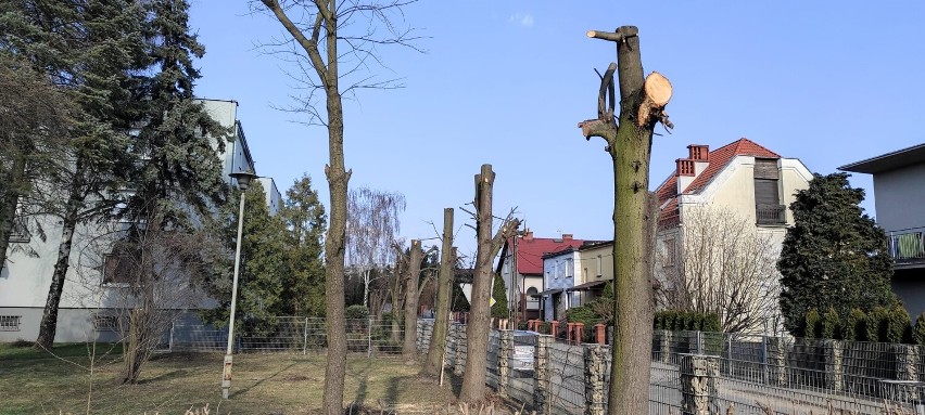 Siedem drzew przy ul. Świstucha w Aleksandrowie Kujawskim,...