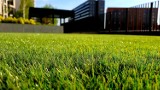 Jaka trawa na trawnik? Sprawdź, jak wybrać nasiona traw, żeby mieć piękną i trwałą murawę. Na to musisz zwrócić uwagę