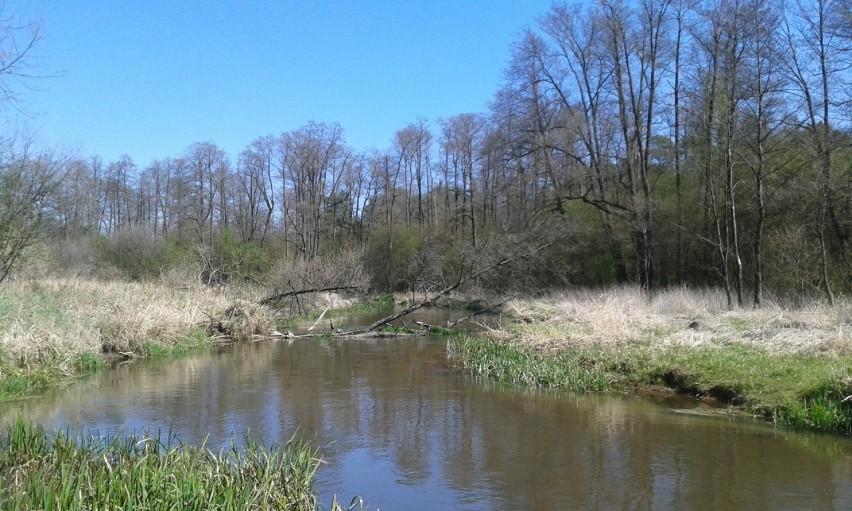 2. Rzeka Pilica i Luciąża, jedne z najpiękniejszych miejsc w...