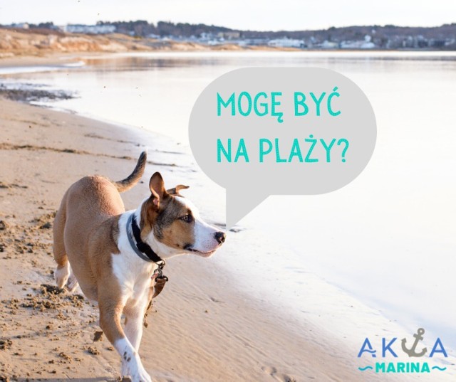 Akwa Marina pyta internautów o zdanie ws. plaży dla psów.