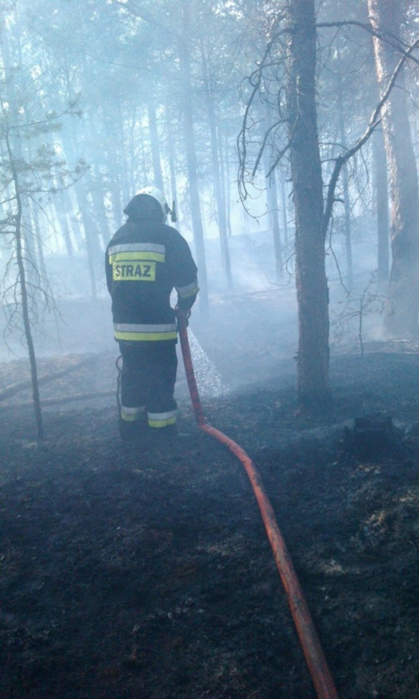 Pożar lasu w Helu, czerwiec 2015