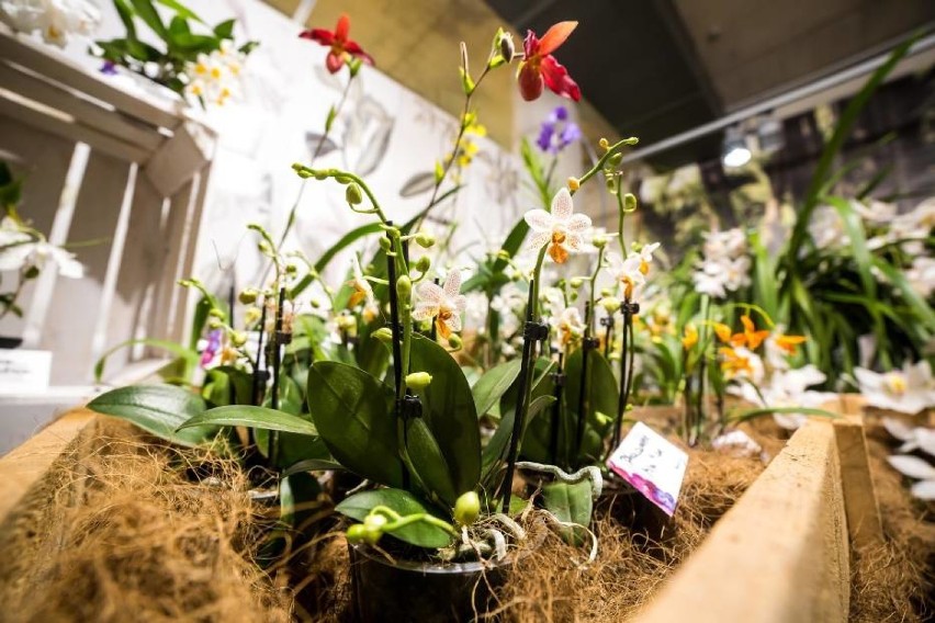 Wystawa storczyków ORCHIDEA 2019. Najpiękniejsze kwiaty po...