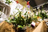 Wystawa storczyków ORCHIDEA 2019. Najpiękniejsze kwiaty po raz kolejny w Warszawie