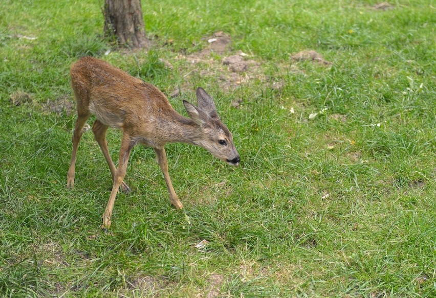 Małe sarenki pod opieką przemyskich weterynarzy