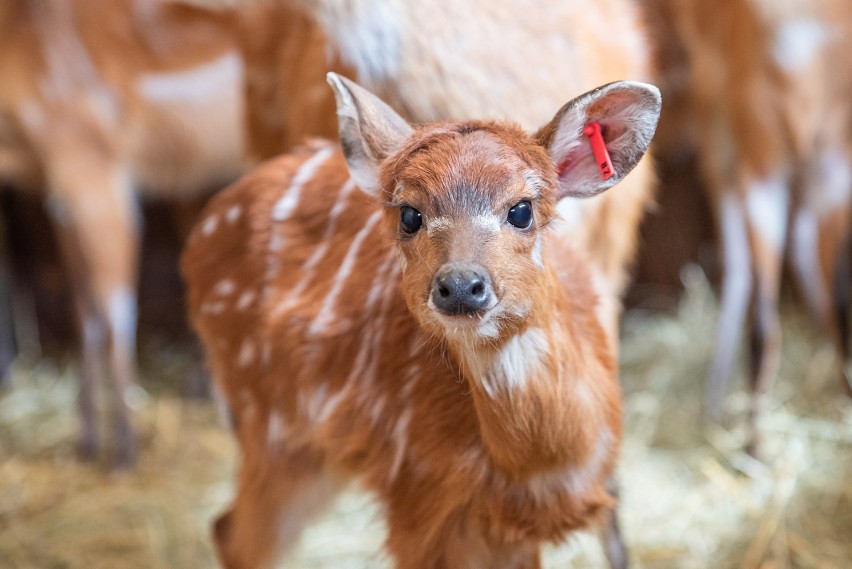 We wrocławskim zoo urodziły się nurkujące antylopy. Zobaczcie, jakie śliczne maleństwa! [ZDJĘCIA]