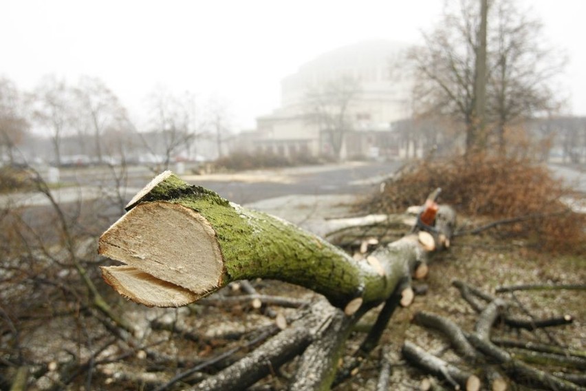 Wrocław: Przy Hali Ludowej wycinają drzewa pod parking (ZDJĘCIA)