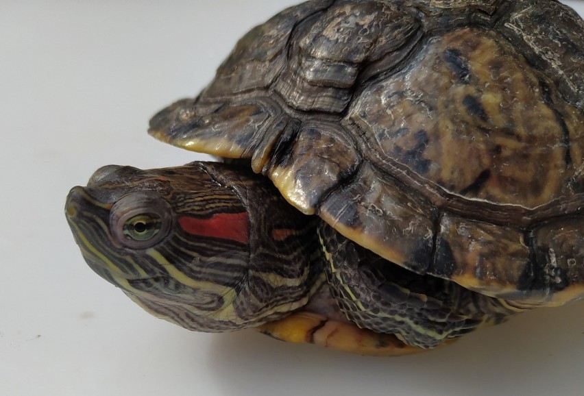 Żółw czerwonolicy – inwazyjny gatunek obcy