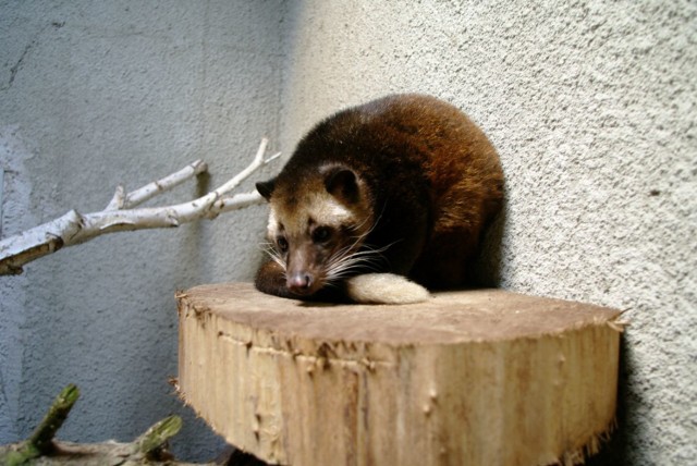 Zamość: łaskuny są już w zoo. Przebyły bardzo daleką drogę