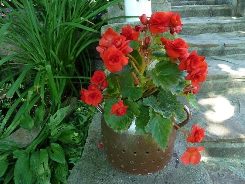 2. Begonia...