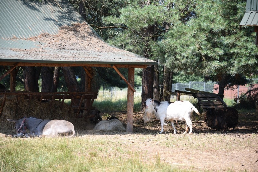 Mini Zoo Radawa