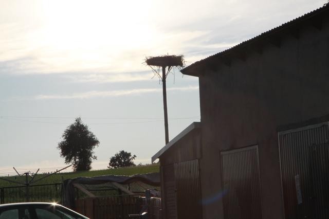 Monitoruja bocianie gniazda w gminie Poddębice [zdjęcia]