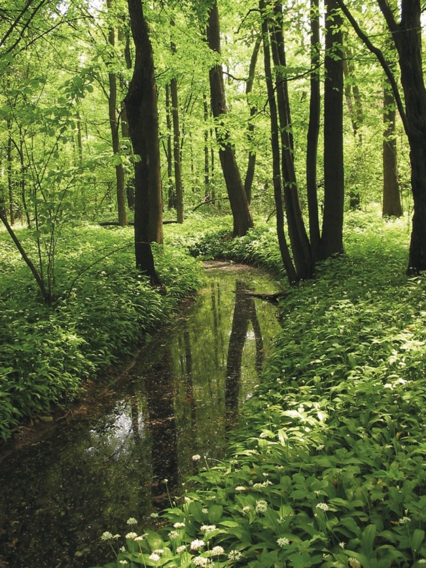 Dąbrowa Górnicza ma mnóstwo terenów zielonych i lasów, ale...
