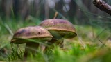 Sezon grzybowy rozpoczął się na dobre w gminie Rojewo koło Inowrocławia. Zobaczcie zdjęcia