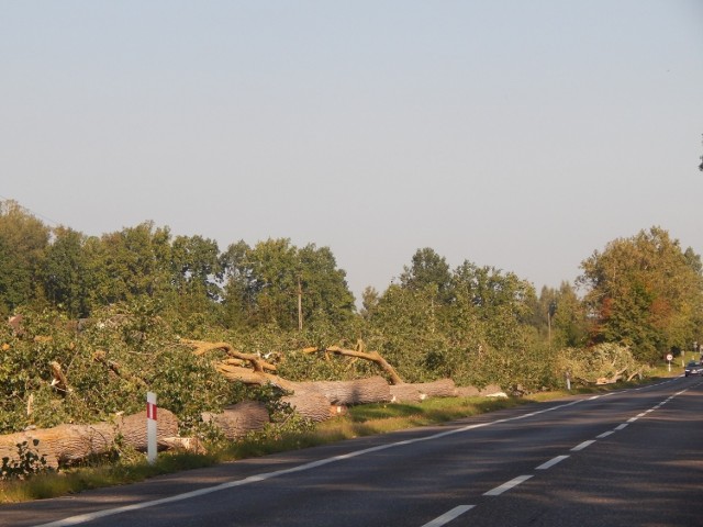 Wycinka drzew na drodze ze Słupska do Ustki