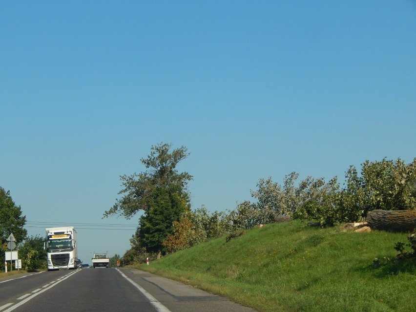 Wycinka drzew na drodze ze Słupska do Ustki