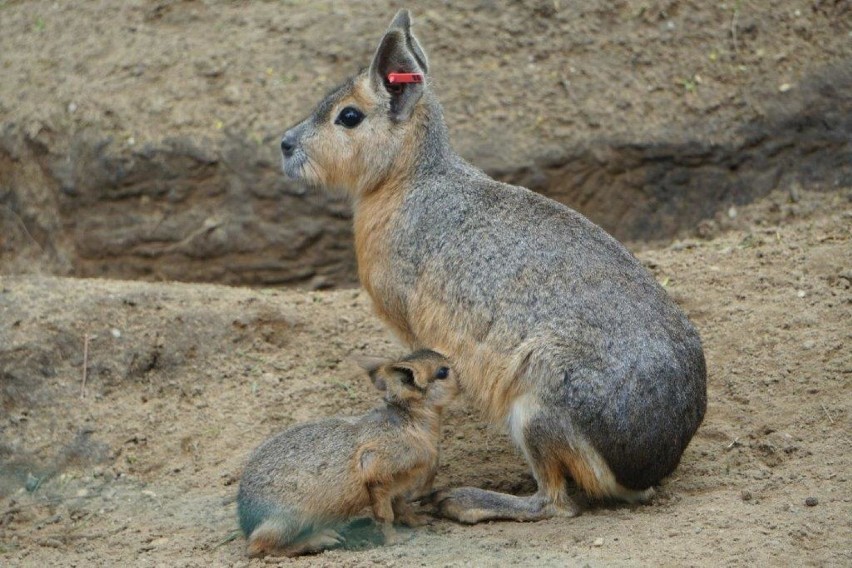 Oto najsłynniejsze matki z wrocławskiego zoo (ZOBACZ ZDJĘCIA)