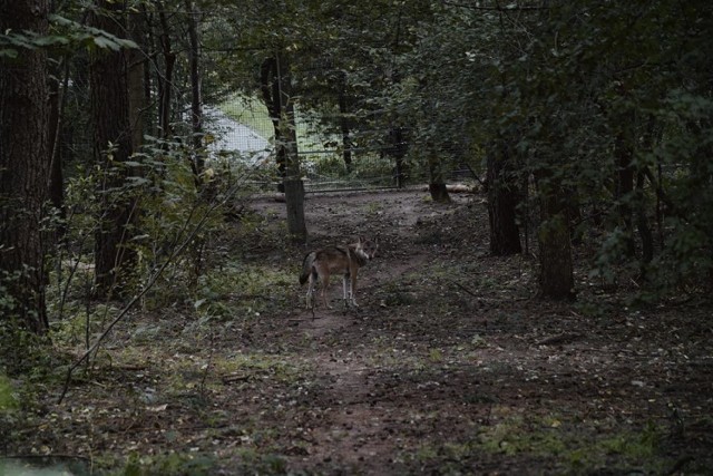 Walka wilków w zoo w Poznaniu. Jeden z nich nie żyje