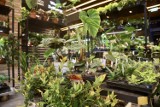 Greenville Targi Roślin i Produktów Naturalnych. Elektrownia Powiśle zmieniła się w raj dla miłośników zieleni w miejskim wydaniu