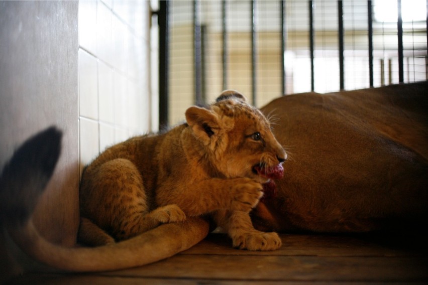 Zoo Warszawa świętuje Dzień Lwa. W programie m.in. konkurs...