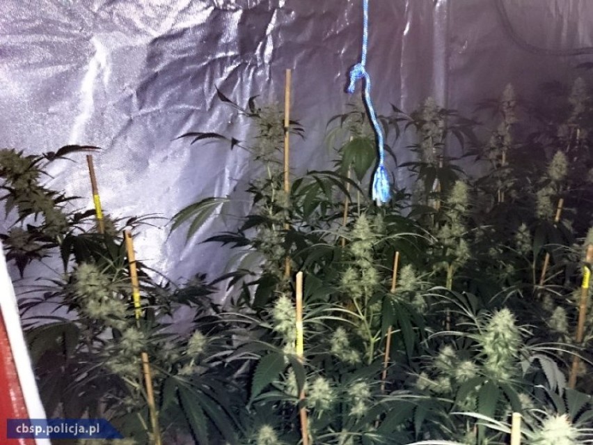 CBŚP aresztowało plantatorów narkotyków