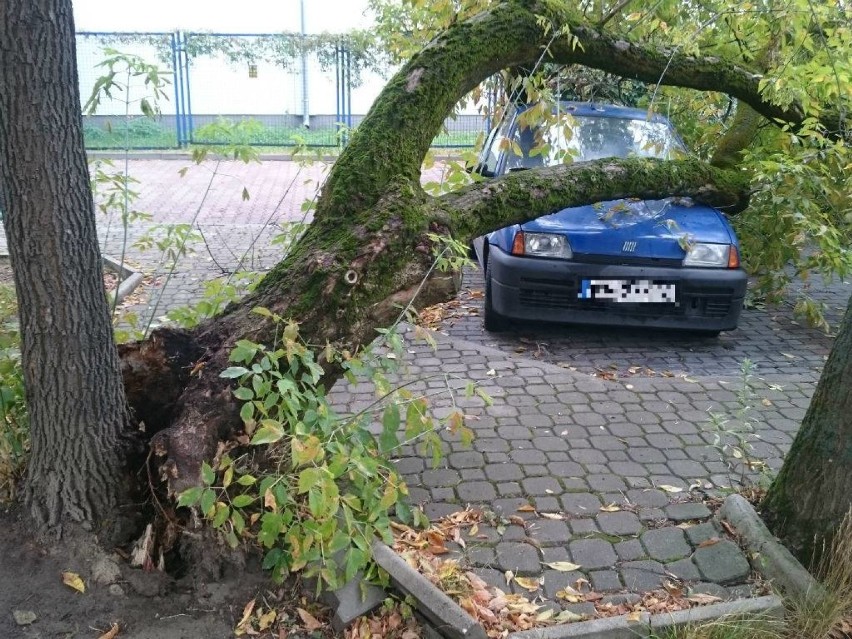 Fatalne skutki nawałnicy. Stare drzewo zwaliło się na samochody