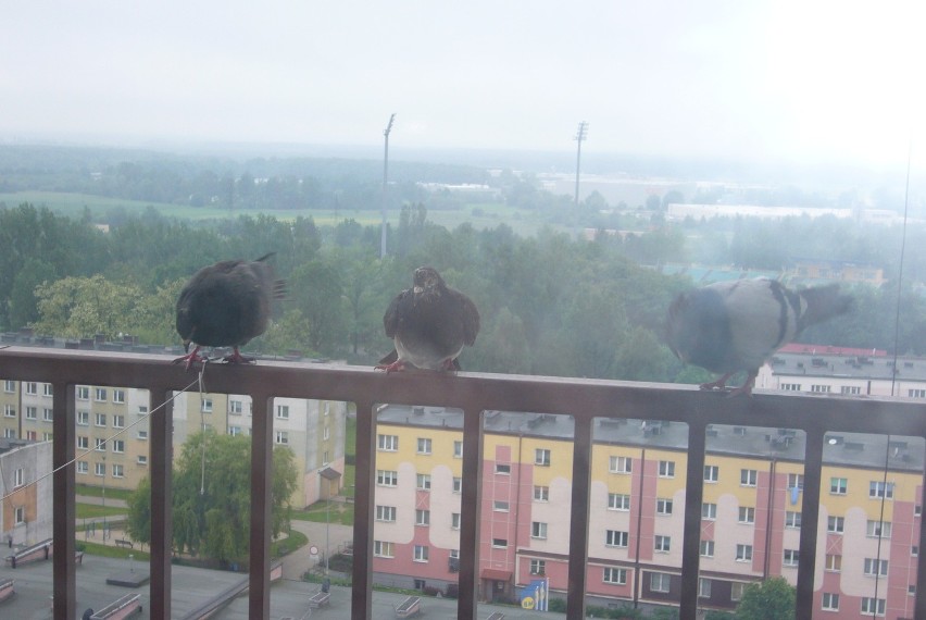 Polkowice: Bójka gołębi na balkonie 11 piętra