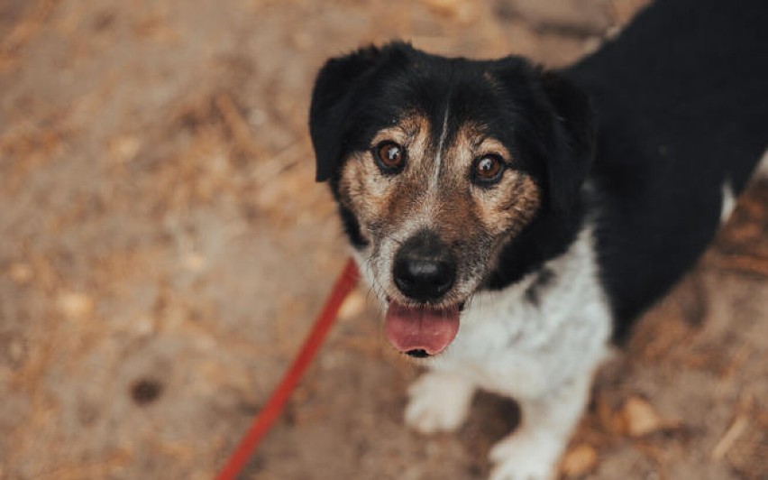 Zwierzakobus dla Fundacji Schroniska Funny Pets w Czartkach. Trwa konkurs. Możesz pomóc. Zobacz jak