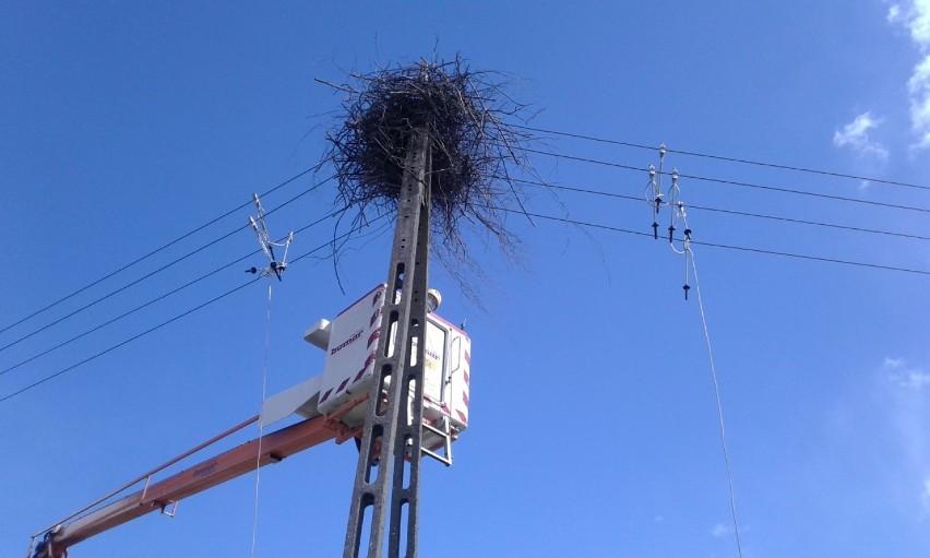 Pracownicy Posterunku Energetycznego w Augustowie zamontowali platformę na gniazdo bociana w Mazurkach