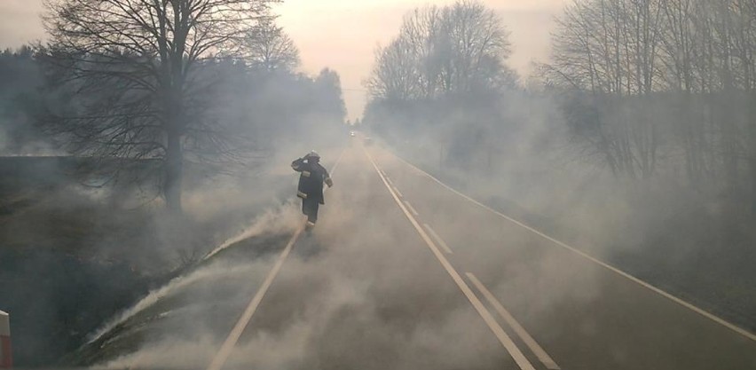 Pożar trawy przy drodze krajowej nr 20 pomiędzy Tuchomiem, a Trzebiatkową [ZDJĘCIA] 