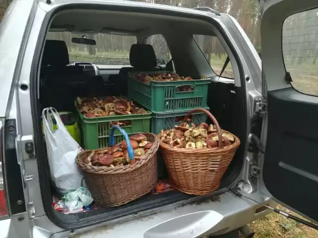 Tak wyglądają piątkowe zbiory podleśniczego Romana Tomczaka. Tyle w 6 godzin zebrał z synem.