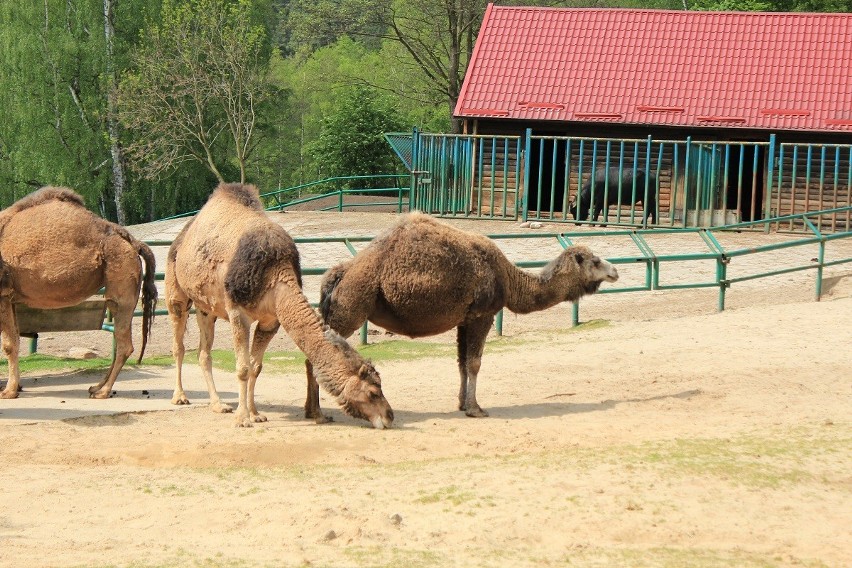 Zoo w Gdańsku: Wielbłąd na pustyni jest tym, czym statek na morzu [ZDJĘCIA]