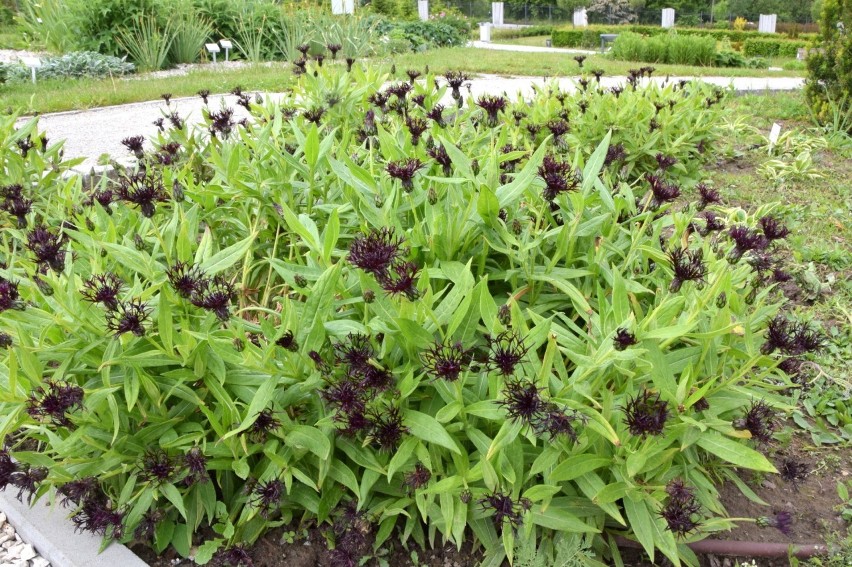 Pośród ciekawostek kieleckiego Ogrodu Botanicznego są między...