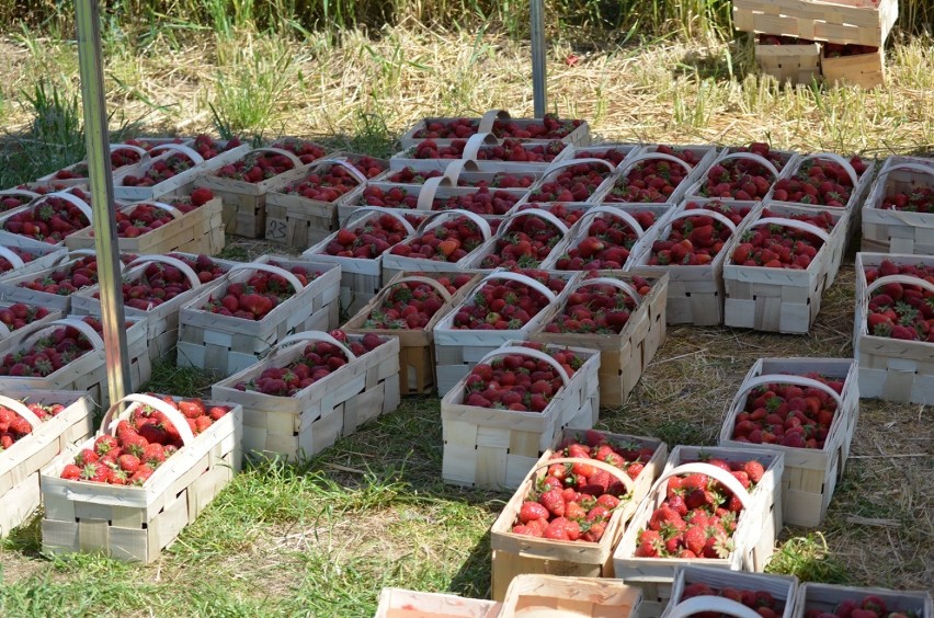 Sezon na truskawki w pełni! Ile kosztują prosto z pola koło Krzepowa?