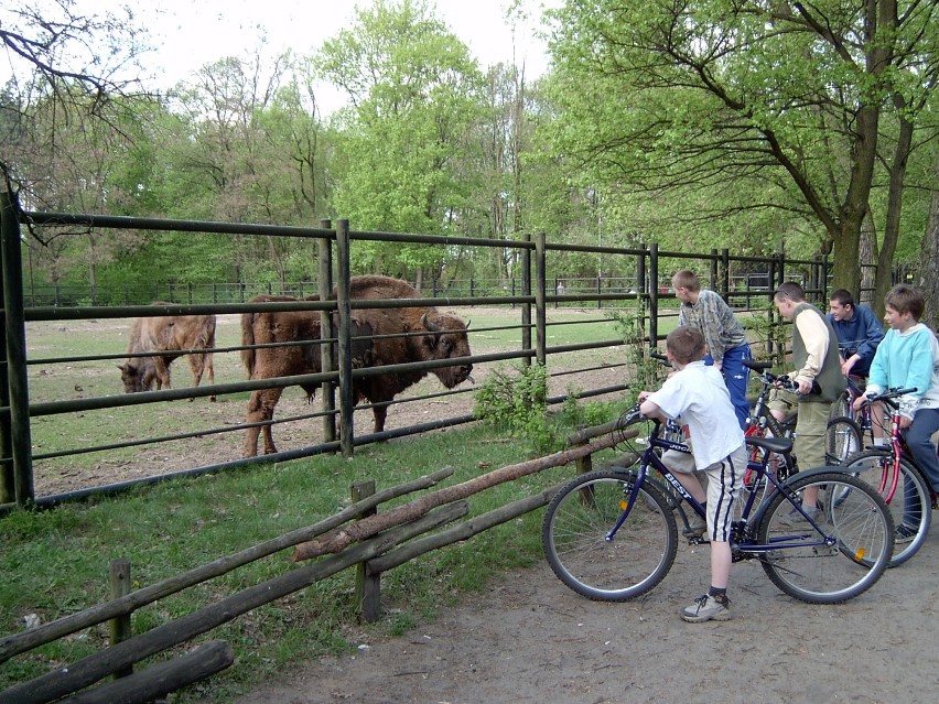 Zoo w Lesznie ma już stuletnią historię. Kiedyś w były tu niedźwiedzie, żubry, a wcześniej także flamingi i czarne łabędzie ZDJĘCIA