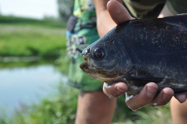 Piranie pływają w Warcie! Złapały się na wędkę Dawida: Złowione przez dwójkę Śremian - Rafała i Dawida Średnickich - ryby zostały przez nich dokładnie zmierzone. Większa miała około 30 centymetrów a mniejsza około 25. Jak zdradzają jednak wędkarze trzecia, która ciekła była jeszcze większa i najsilniejsza z całej trójki