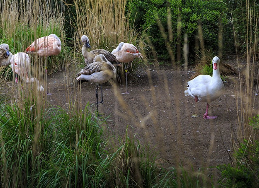 Te kaczki naprawdę chcą być flamingami. Kryzys tożsamości...
