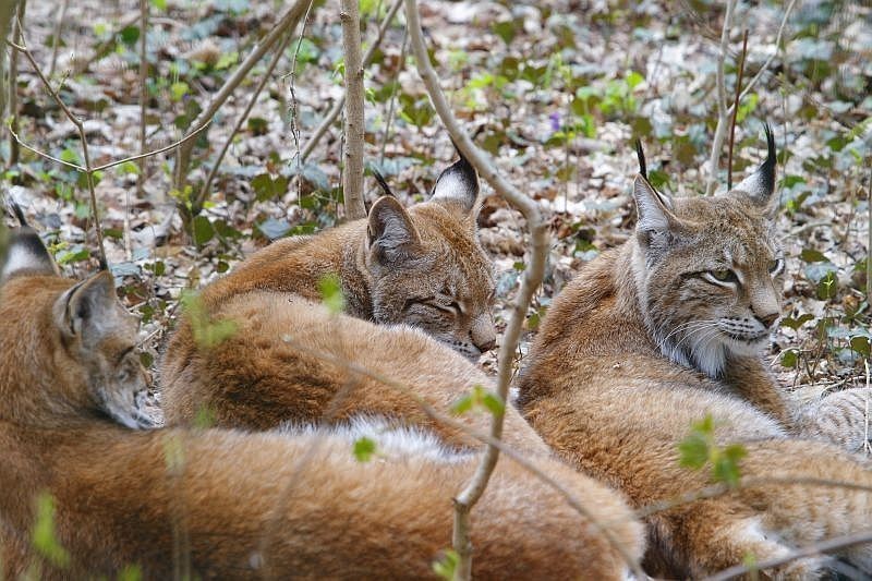 Zoo w Poznaniu - Rodzina rysiów na nowym wybiegu