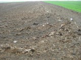 W Siemianowicach Śląskich rolnik zaorał pole martwymi kurami! [Zdjęcia]