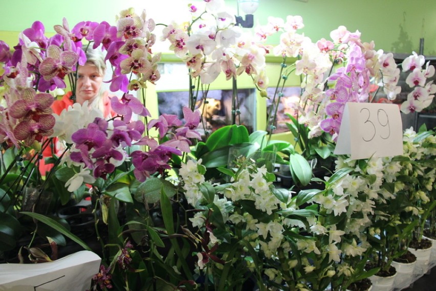 Dni orchidei i roślin egzotycznych trwają w sosnowieckim...