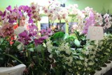 Dni orchidei i roślin egzotycznych w sosnowieckim Egzotarium [ZDJĘCIA] 