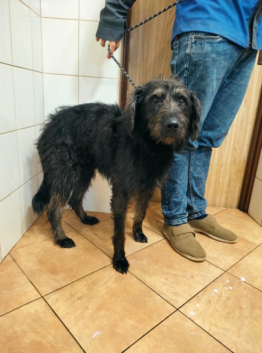 Samiec ok. 4 lat - Pies odłowiony na zlecenie Gminy Dąbrowa...