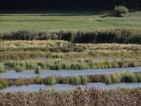 Nowy rezerwat przyrody "Jezioro Mścin”