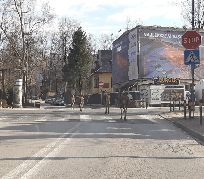 Łanie przemierzają ulicę Sienkiewicza i Kościuszki, która...