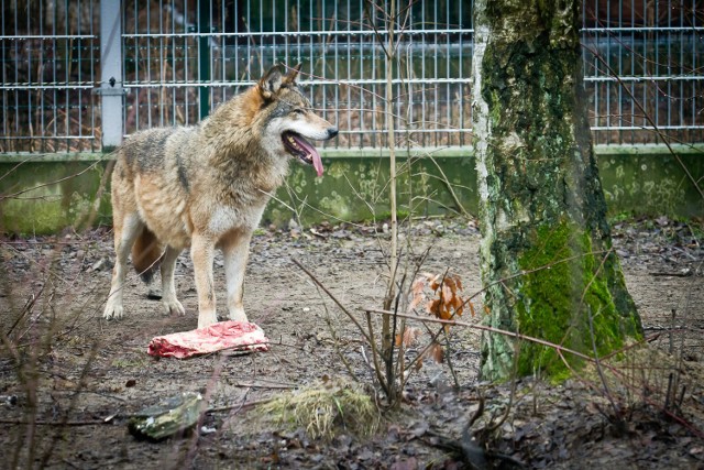 Wilki już wkrótce przeniosą się na wyremontowany wybieg. W miejscu, w którym teraz przebywają pojawią się irbisy.