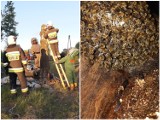 Powiat chodzieski: Rój pszczół może być niebezpieczny. Znów musiała interweniować straż [ZDJĘCIA]